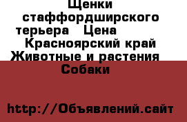 Щенки стаффордширского терьера › Цена ­ 5 000 - Красноярский край Животные и растения » Собаки   